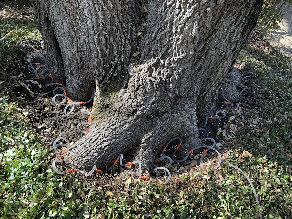 Detailed Tree Cabling and Bracing job site in Greenfield